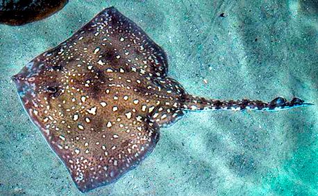 Raja clavata_014.jpg